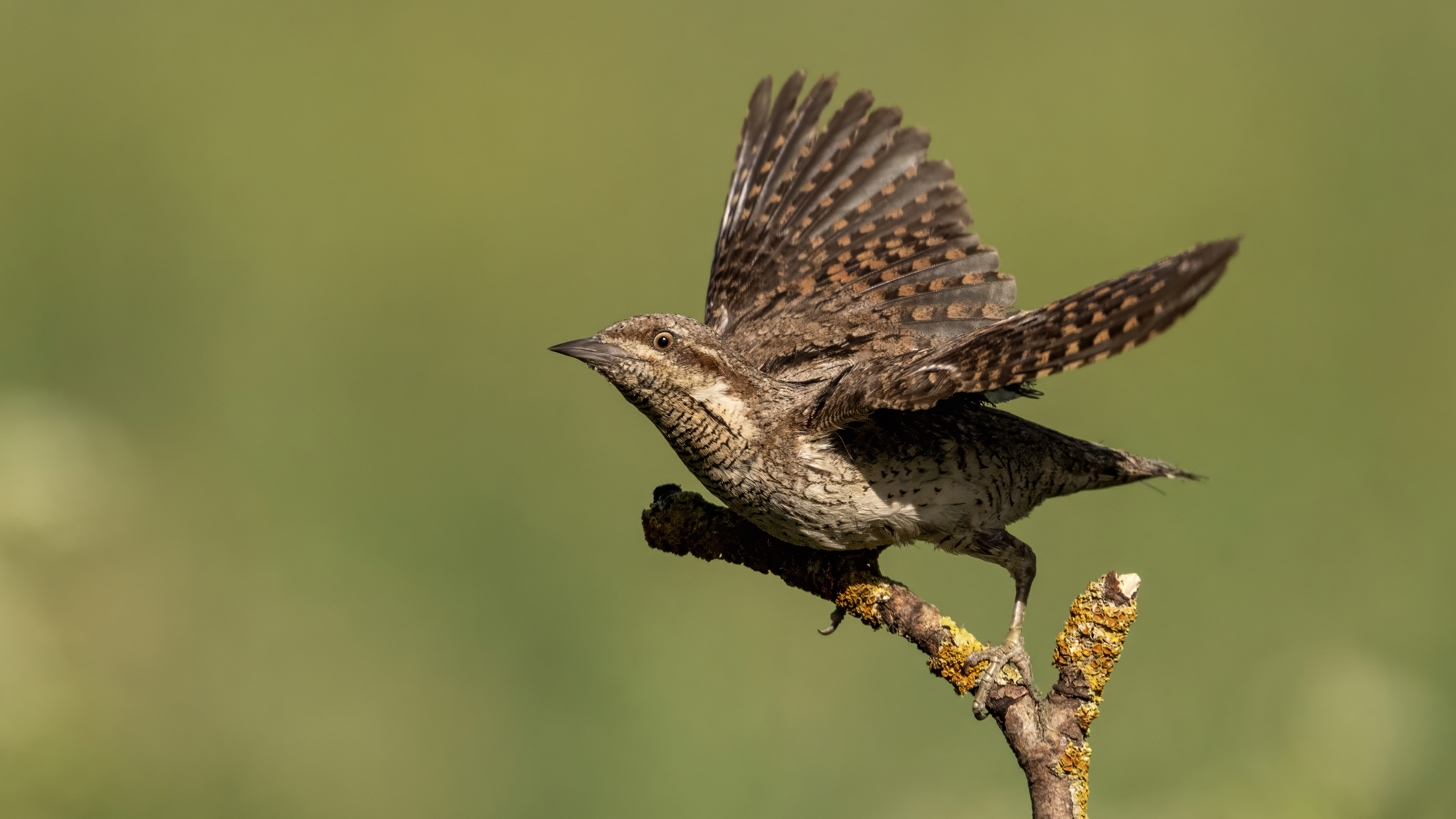 Eurasian Wryneck